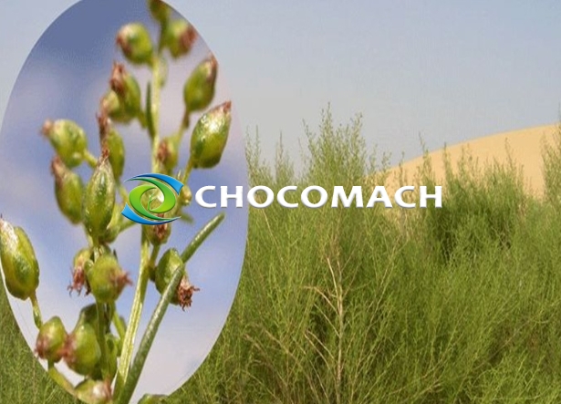 沙蒿籽 | 含油量 20%-28%  | 食用和工业双重应用密码