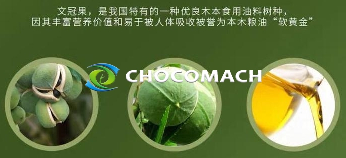 防风固沙 “独苗” 文冠果 | 北方油茶文冠果 | 58% 油脂率撑起的食品、能源与生态版图