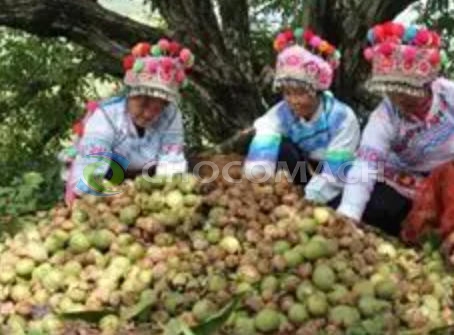 别再浪费！核桃副产物的“逆袭”